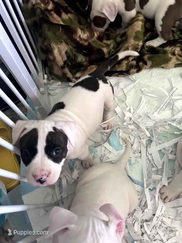 Panda – American Bully puppy for sale in Fridley, MN