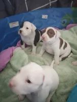 Cowcow, a female American Bully for sale in Fridley, MN – 4 of 7
