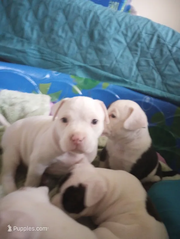 Snow Bowl – American Bully puppy for sale in Fridley, MN