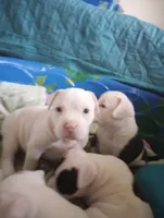Snow Bowl, a female American Bully for sale in Fridley, MN – 1 of 2