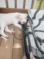 Snowball, a female American Bully for sale in Fridley, MN – 8 of 9