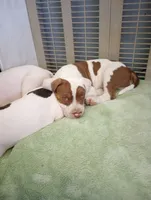 Chocolate Brown Burny, a male American Bully for sale in Fridley, MN – 3 of 10