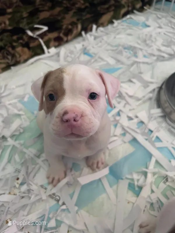 Lilac – American Bully puppy for sale in Fridley, MN