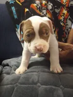 Chocolate Brown Burny, a male American Bully for sale in Fridley, MN – 5 of 6