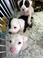 Cowcow, a female American Bully for sale in Fridley, MN – 2 of 7