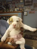 Lilac, a male American Bully for sale in Fridley, MN – 2 of 3