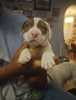 Chocolate Brown Burny, a male American Bully for sale in Fridley, MN – 4 of 6