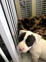 Panda, a female American Bully for sale in Fridley, MN – 5 of 8