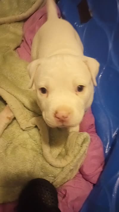 Snow Bowl, a female American Bully for sale in Fridley, MN – 2 of 2