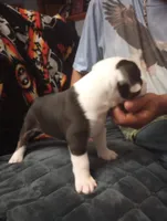 Cowcow, a female American Bully for sale in Fridley, MN – 7 of 7