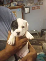 Cowcow, a female American Bully for sale in Fridley, MN – 3 of 7