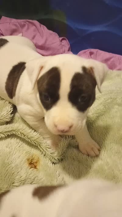 Chocolate Brown Burny, a male American Bully for sale in Fridley, MN – 4 of 4