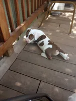 Chocolate Brown Burny, a male American Bully for sale in Fridley, MN – 2 of 10