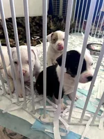 Snowball, a female American Bully for sale in Fridley, MN – 5 of 9