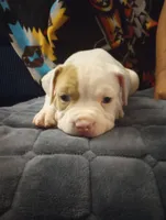 Lilac, a male American Bully for sale in Fridley, MN – 1 of 3