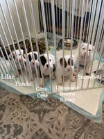 Panda, a female American Bully for sale in Fridley, MN – 7 of 8