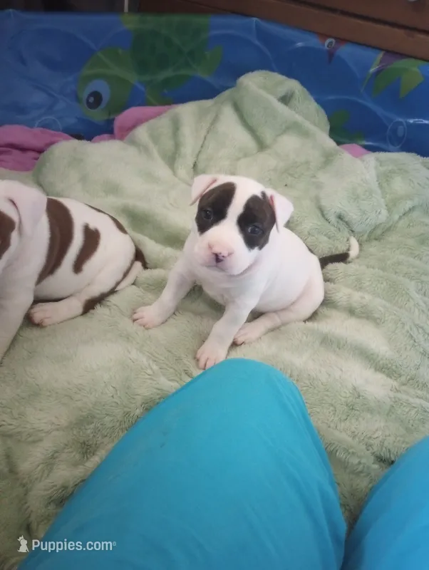 Panda – American Bully puppy for sale in Fridley, MN