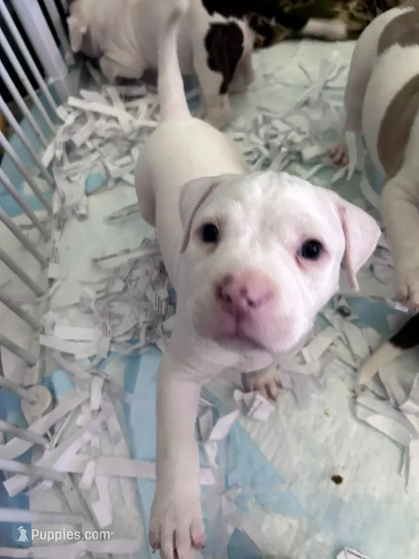 Snowball – American Bully puppy for sale in Fridley, MN