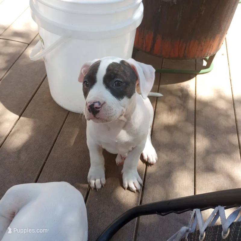 Panda – American Bully puppy for sale in Fridley, MN
