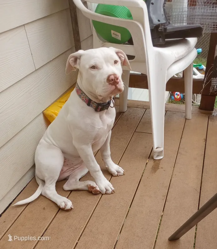 Snowball – American Bully puppy for sale in Minneapolis, MN