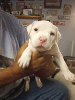 Snowball, a female American Bully for sale in Fridley, MN – 3 of 3