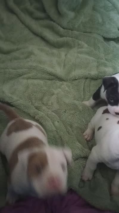 Panda, a female American Bully for sale in Fridley, MN – 2 of 2