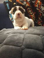 Panda, a female American Bully for sale in Fridley, MN – 3 of 8