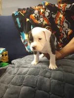 Cowcow, a female American Bully for sale in Fridley, MN – 6 of 7