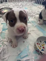 Chocolate Brown Burny, a male American Bully for sale in Fridley, MN – 1 of 6