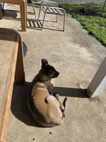 Havoc, a male Belgian Malinois for sale in Canyonville, OR – Photo 3 of 5