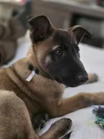 Havoc, a male Belgian Malinois for sale in Canyonville, OR – Photo 4 of 5