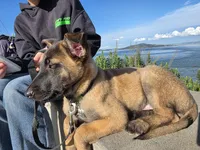 Havoc, a male Belgian Malinois for sale in Canyonville, OR – Photo 2 of 5