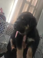 Peaches (grumpy girl), a female Rottweiler and Chihuahua for sale in Manchester, NH – Photo 7 of 8