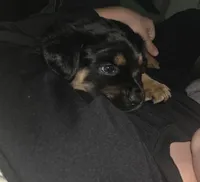 Peaches (grumpy girl), a female Rottweiler and Chihuahua for sale in Manchester, NH – Photo 8 of 8