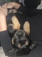 Peaches (grumpy girl), a female Rottweiler and Chihuahua for sale in Manchester, NH – Photo 1 of 8