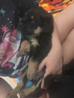 Peaches (grumpy girl), a female Rottweiler and Chihuahua for sale in Manchester, NH – Photo 5 of 8