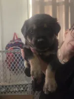 Peaches (grumpy girl), a female Rottweiler and Chihuahua for sale in Manchester, NH – Photo 2 of 8