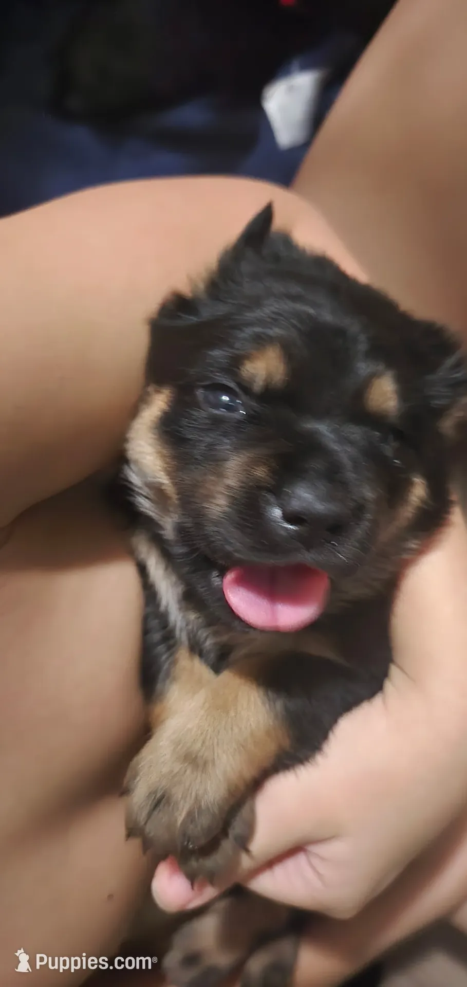 Peaches (grumpy girl), a female Rottweiler and Chihuahua for sale in Manchester, NH – Photo 3 of 8