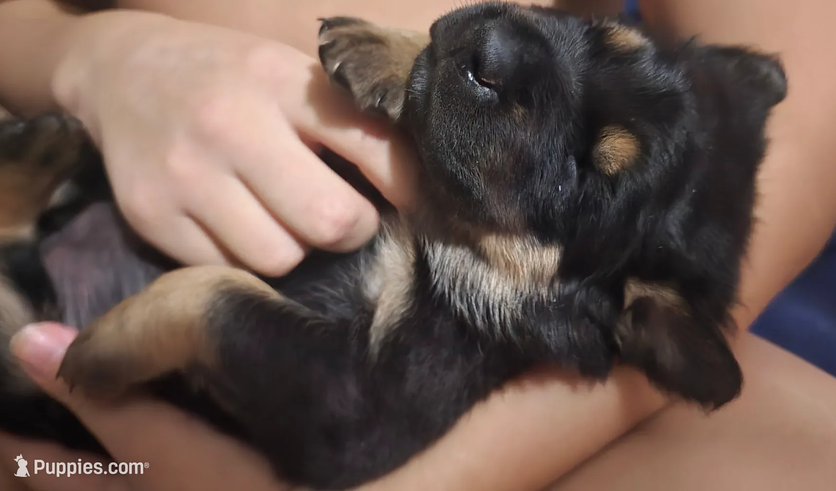 Peaches (grumpy girl), a female Rottweiler and Chihuahua for sale in Manchester, NH – Photo 4 of 8