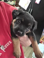 Gracie, a female Rottweiler and Chihuahua for sale in Manchester, NH – Photo 5 of 7