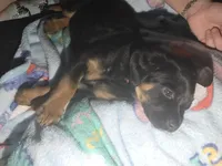 Gracie, a female Rottweiler and Chihuahua for sale in Manchester, NH – Photo 7 of 7