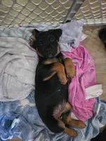 Gracie, a female Rottweiler and Chihuahua for sale in Manchester, NH – Photo 2 of 7