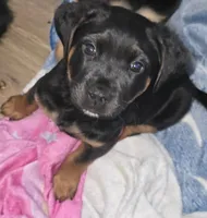 Gracie, a female Rottweiler and Chihuahua for sale in Manchester, NH – Photo 1 of 7