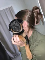 Gracie, a female Rottweiler and Chihuahua for sale in Manchester, NH – Photo 3 of 7