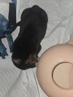 Peanut, a female Rottweiler and Chihuahua for sale in Manchester, NH – Photo 6 of 7