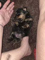 Peanut, a female Rottweiler and Chihuahua for sale in Manchester, NH – Photo 3 of 7