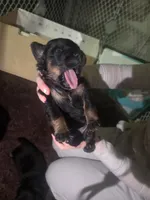 Peanut, a female Rottweiler and Chihuahua for sale in Manchester, NH – Photo 4 of 7