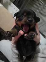 Peanut, a female Rottweiler and Chihuahua for sale in Manchester, NH – Photo 5 of 7