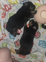 Peanut, a female Rottweiler and Chihuahua for sale in Manchester, NH – Photo 2 of 7