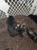 Chungus, a female Rottweiler and Chihuahua for sale in Manchester, NH – Photo 7 of 7